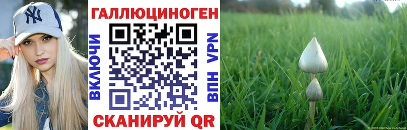 продажа наркотиков  Асино  omg рабочий сайт  Галлюциногенные грибы Psilocybe 