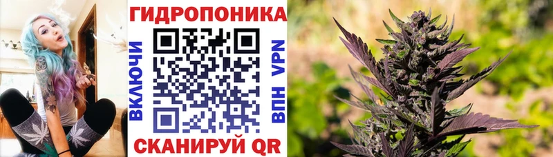 mega ONION  Асино  Бошки марихуана THC 21% 